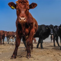 Buy canvas prints of Beach Cows by Lindsay  Clarke