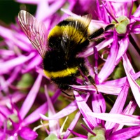 Buy canvas prints of Busy Bee by James Cheesman