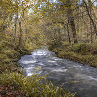 Buy canvas prints of River Lyd in Autumn by James Cheesman