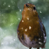 Buy canvas prints of Winter Robin by James Cheesman