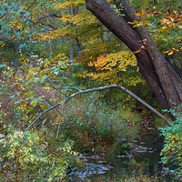 Buy canvas prints of Autumn Creek by Scott Hubert