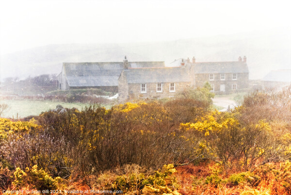 Cornish Farmhouse in Gorse Picture Board by Jean Gill