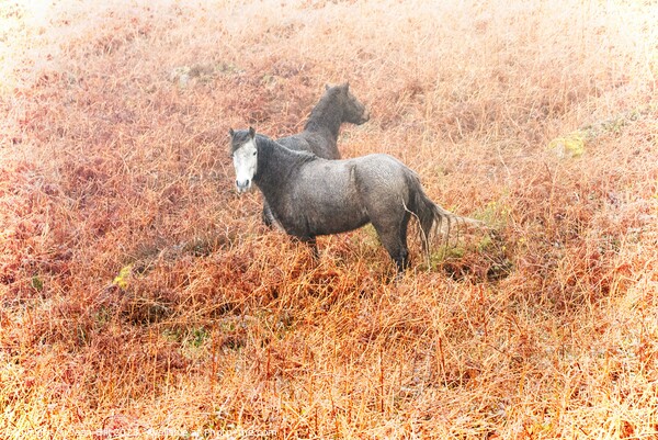 Cornwall ponies Picture Board by Jean Gill
