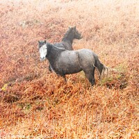 Buy canvas prints of Cornwall ponies by Jean Gill