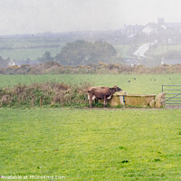 Buy canvas prints of Cornish Landscape with Cow by Jean Gill