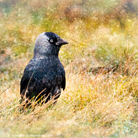 Buy canvas prints of Jackdaw, Cornwall by Jean Gill