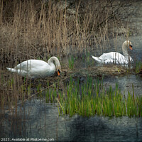 Buy canvas prints of Nesting Swans, Marazion, Cornwall  by Jean Gill