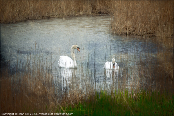 Tenderness, Two Swans Picture Board by Jean Gill