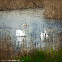 Buy canvas prints of Tenderness, Two Swans by Jean Gill