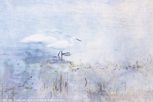 Little Egret, Marazion, Cornwall Picture Board by Jean Gill