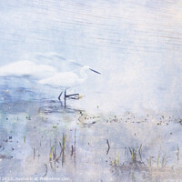Buy canvas prints of Little Egret, Marazion, Cornwall by Jean Gill