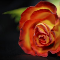 Buy canvas prints of Rose on black satin by Jean Gill
