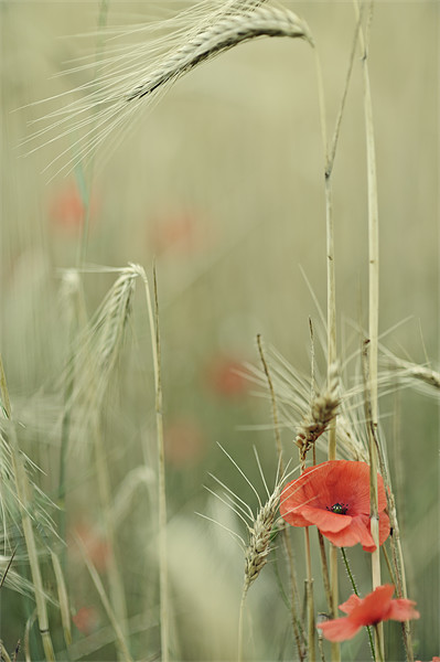 Poppies and wheat ears Picture Board by Jean Gill