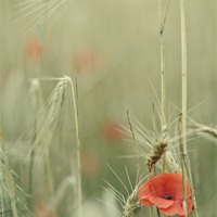 Buy canvas prints of Poppies and wheat ears by Jean Gill