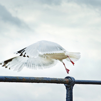 Buy canvas prints of Freedom in Flight by Jean Gill