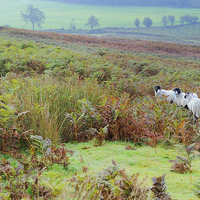 Buy canvas prints of Sheep North York Moors by Jean Gill