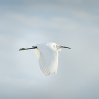 Buy canvas prints of Egret in Flight by Jean Gill