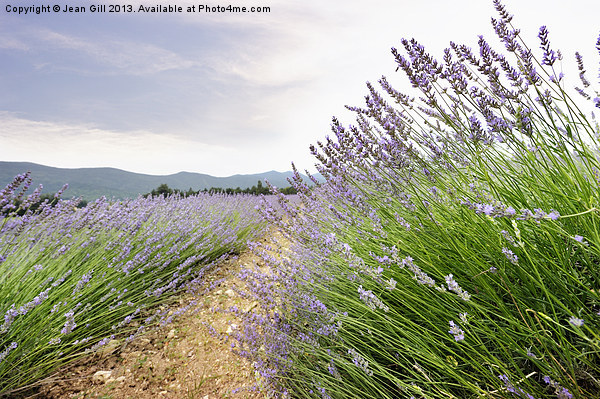 Provence lavender France Picture Board by Jean Gill