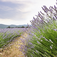 Buy canvas prints of Provence lavender France by Jean Gill