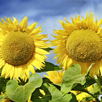 Buy canvas prints of Happy Provencal sunflowers by Jean Gill