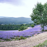 Buy canvas prints of Lavender panorama with dog by Jean Gill