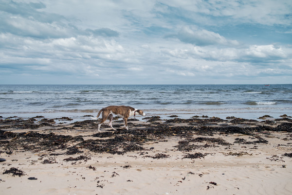 Borzoi stalking Alnmouth Beach Picture Board by Jean Gill