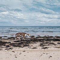 Buy canvas prints of Borzoi stalking Alnmouth Beach by Jean Gill