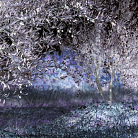 Buy canvas prints of The Olive Grove by Jean Gill