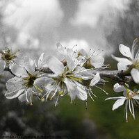 Buy canvas prints of Hawthorn Blossoms  by Antoinette B