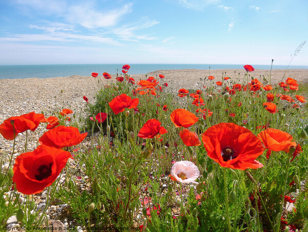 Wild Poppies on shingle Beach, Hythe  Picture Board by Antoinette B