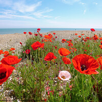 Buy canvas prints of Wild Poppies on shingle Beach, Hythe  by Antoinette B