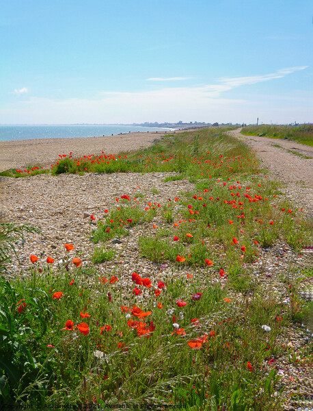 Wild poppies Hythe Ranges  Picture Board by Antoinette B