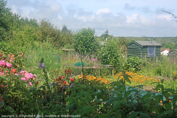 Summer's day at the allotment Picture Board by Antoinette B