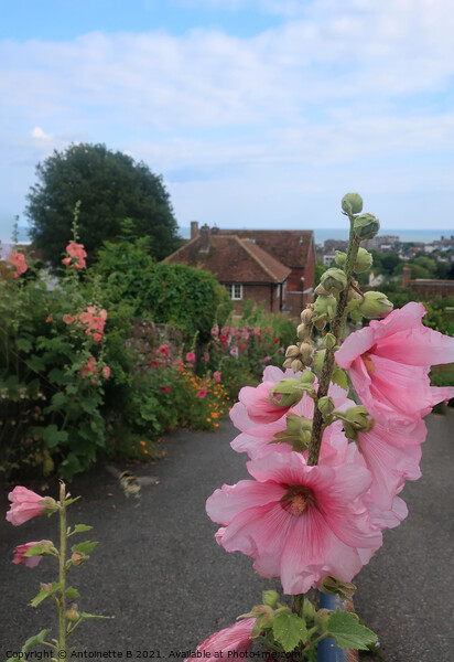 Hollyhocks on Church Hill Hythe Kent  Picture Board by Antoinette B