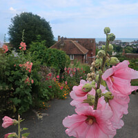 Buy canvas prints of Hollyhocks on Church Hill Hythe Kent  by Antoinette B