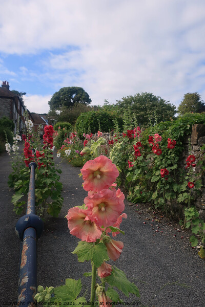 Hollyhocks on Church Hill in Hythe Kent  Picture Board by Antoinette B