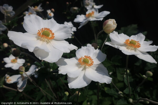 Japanese Anemones Picture Board by Antoinette B