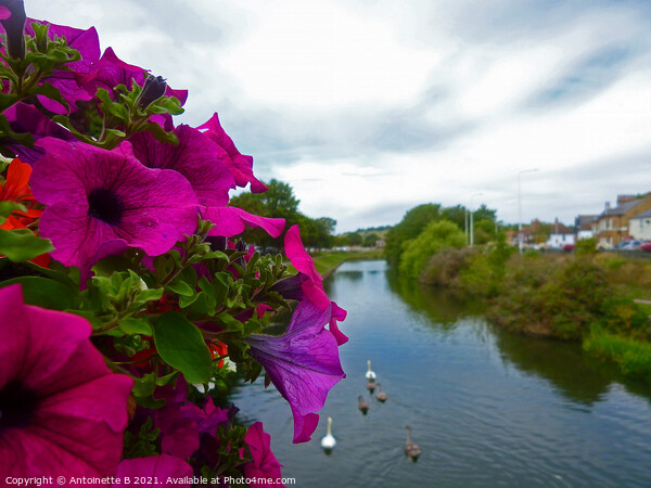 Petunias over bridge -  the Royal Military Canal  Picture Board by Antoinette B