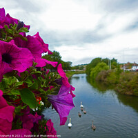 Buy canvas prints of Petunias over bridge -  the Royal Military Canal  by Antoinette B