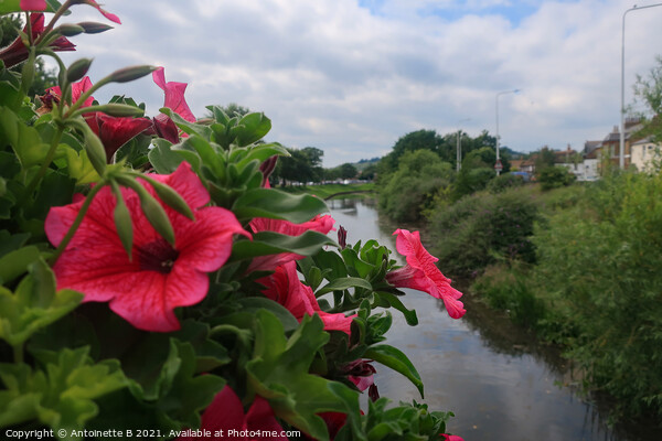 Pink Petunias over the bridge in Hythe  Picture Board by Antoinette B