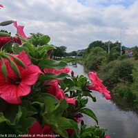 Buy canvas prints of Pink Petunias over the bridge in Hythe  by Antoinette B