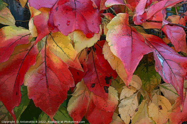 Virginia Creeper Picture Board by Antoinette B