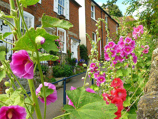 Hollyhocks - Church Hill . Hythe . Kent Picture Board by Antoinette B