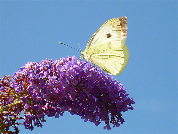 Large White Butterfly Picture Board by Antoinette B