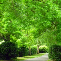 Buy canvas prints of The Green Walk by Antoinette B