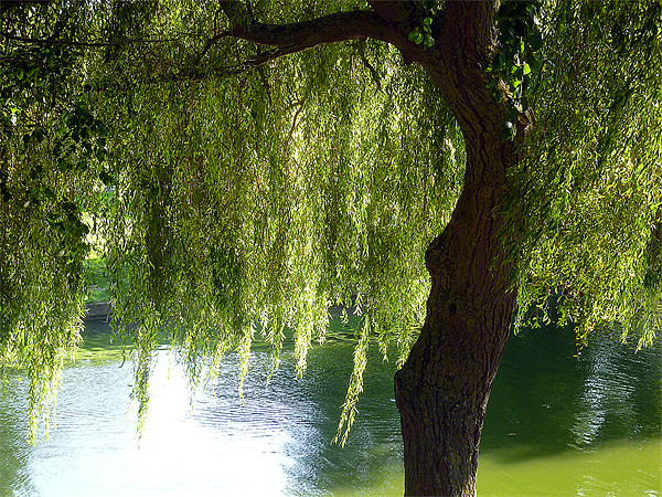 Weeping Willow Picture Board by Antoinette B