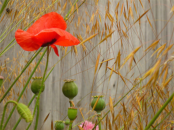 Field Poppy & Golden Oats Picture Board by Antoinette B