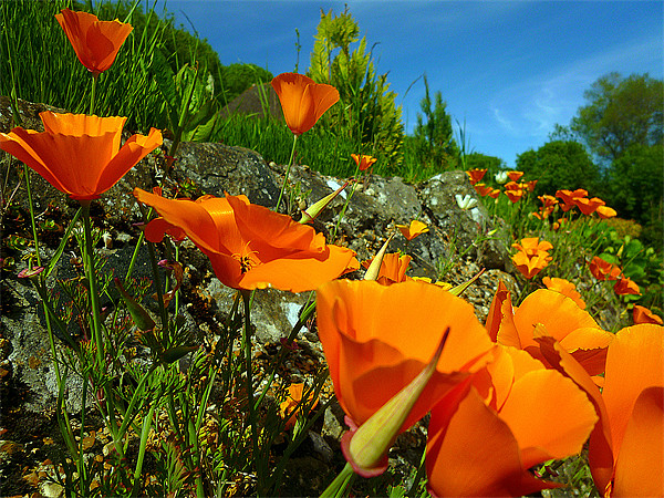 California Poppies Picture Board by Antoinette B