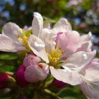 Buy canvas prints of Crab Apple Blossoms by Antoinette B