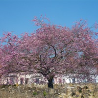 Buy canvas prints of Cherry Tree In Bloom by Antoinette B